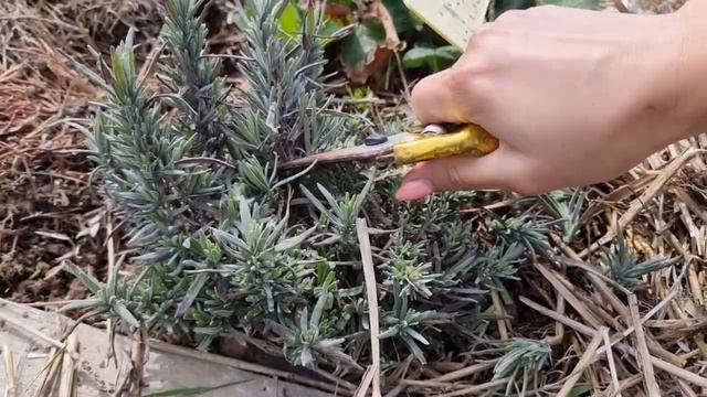 ЛАВАНДА БУДЕТ ПЫШНОЙ ЗА ОДИН ГОД С МНОЖЕСТВОМ ЦВЕТКОВ. Этот метод поможет вам усовершенствовать кус смотреть онлайн