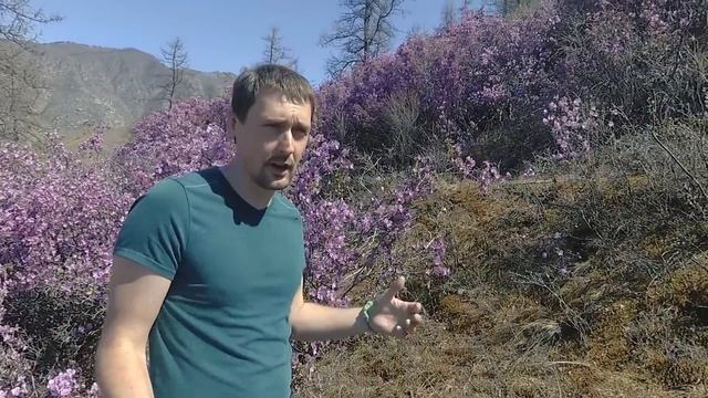 Цветение Маральника на Алтае. Где посмотреть? Когда поехать? смотреть онлайн