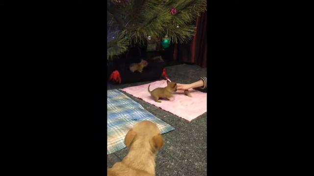 Новогодняя сказка. Подрастают Чихуашечки смотреть онлайн