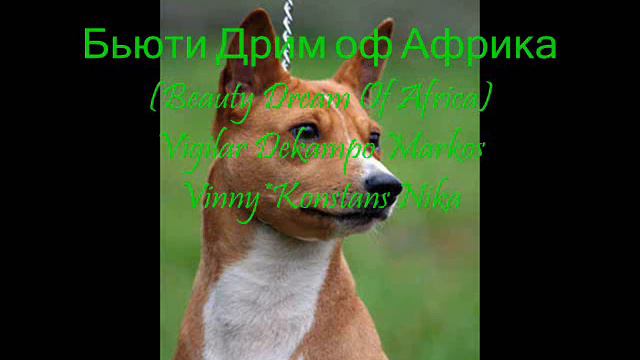 итури паззл - питомник басенджи смотреть онлайн