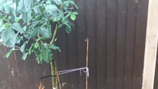 Cytisus Battandieri - pineapple broom tree - YellowTail