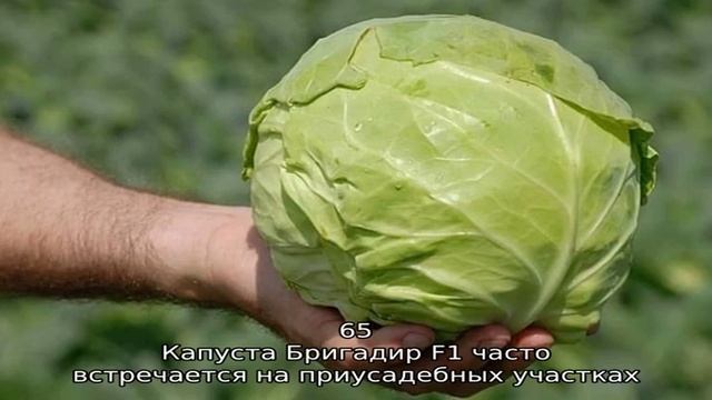 Огород смотреть онлайн