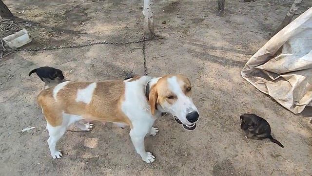 Раздаём щенков Русская Пегая Гончая § Немецкая Длинношерстная Овчарка. Родители из питомников. смотреть онлайн