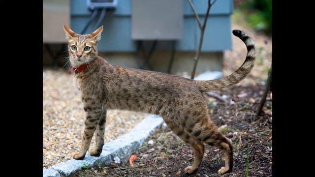 порода саванна