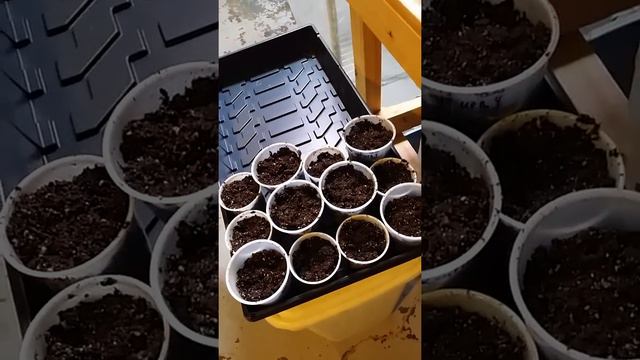Planting daylily seedlings Part 2 смотреть онлайн