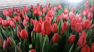 Выгонка тюльпанов к 8 марта. 22.02.23г. Сорт Суррендер ( Surrender ) и Стронг Лав ( Strong Love)