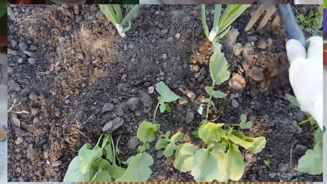 Деготь березовый. Работа над ошибками смотреть онлайн