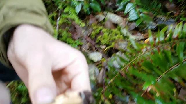 Mushroom Hunt in Elkhorn Oregon Vlog | The Adventures of Paul and Sue смотреть онлайн