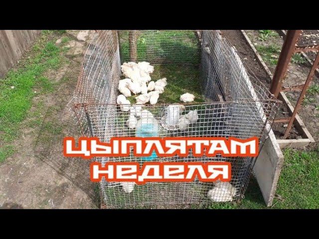 Цыплятам неделя...мы растём... смотреть онлайн