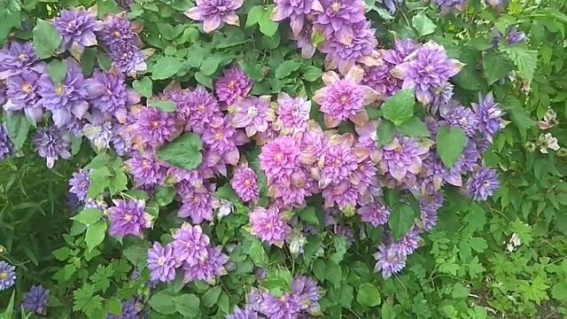 Клематис Вивьен Пеннел смотреть онлайн