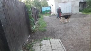 Тест №7. Охрана территории восточно европейская овчарка.