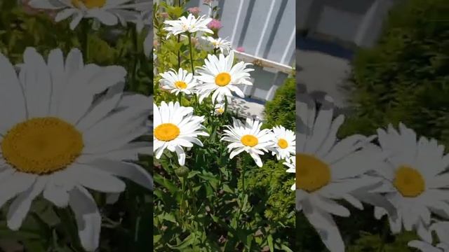 Мои ромашки. My camomile flowers смотреть онлайн