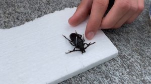 Как хранить и расправлять жуков для коллекции и расправлять жуков для коллекции