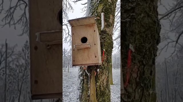 Сонник. Скворечник во сне смотреть онлайн