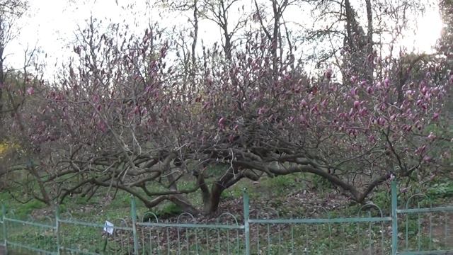 Magnolia in Full Bloom in University Botanic Garden, Kiev Ukraine смотреть онлайн
