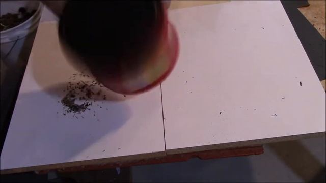 Save False Sunflower Seeds Heliopsis Helianthoides смотреть онлайн