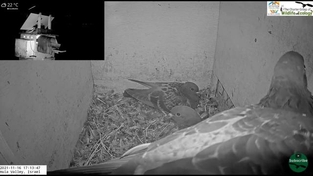 Wow! Barn owl attacks, kills and flies away with pigeon on top of the nest!!!!!!_ 16.11.21 смотреть онлайн