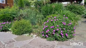 Герань в саду: виды и сорта.