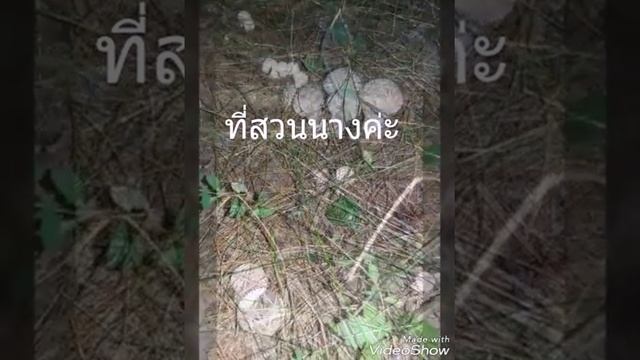 เก็บเห็ดLycoperdon perlatum ที่ป่าสน смотреть онлайн