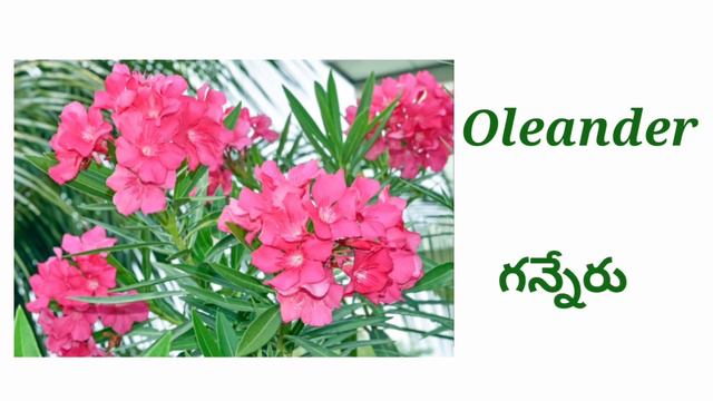 Flowers Names / పువ్వుల పేర్లు /English To Telugu Flowers Names.