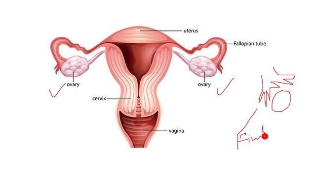 4.19 -FEMALE REPRODUCTIVE SYSTEM [[ CHAPTER 4-REPRODUCTION смотреть онлайн