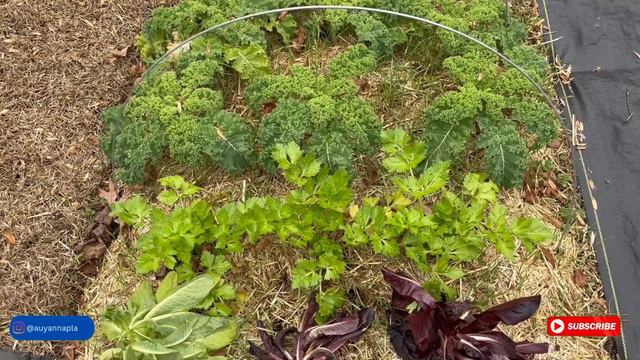 Winter Garden Tasks And I CAN'T BELIEVE This Plant Survived The 25 Degree Weather