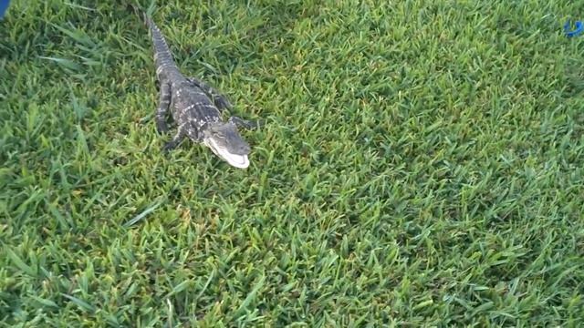 Louisiana alligator attack. смотреть онлайн