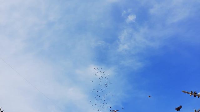 Голуби посёлка Степное. Рузманова В.В. смотреть онлайн