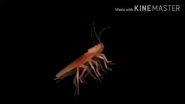 °|Таракан Сергей|° //3 минуты\\. [Милафка] смотреть онлайн