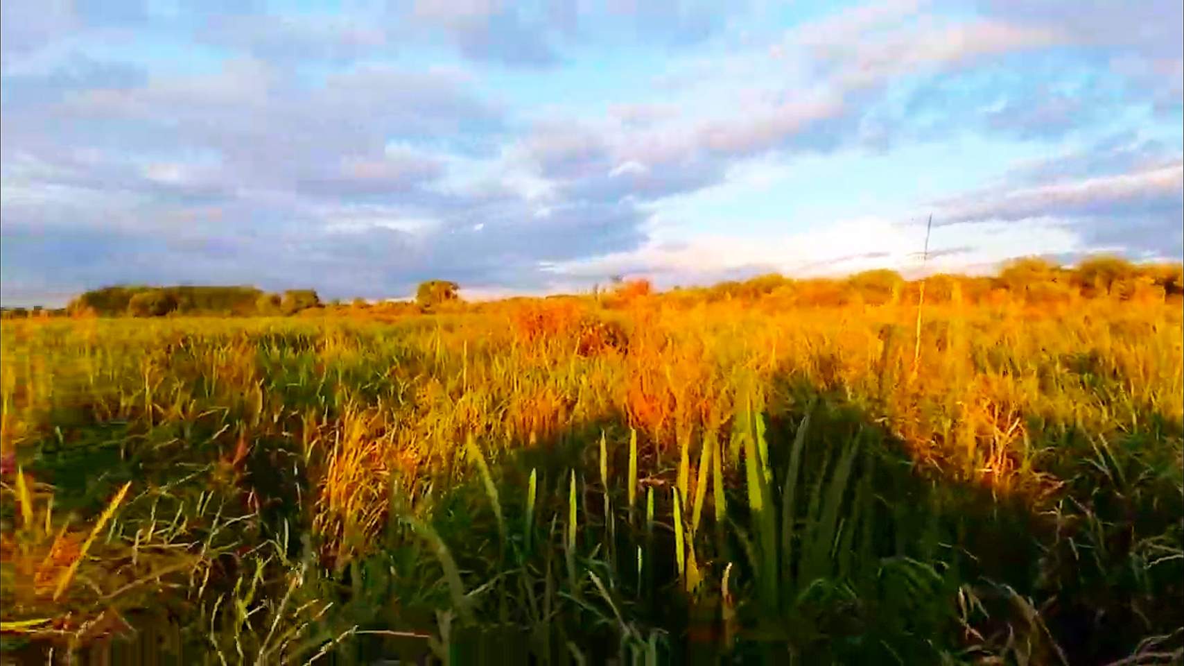 Охота на утку на вечерней зорьке. смотреть онлайн