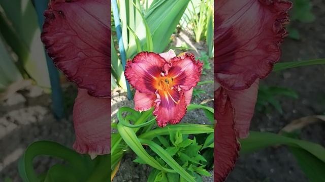 лилейник "Ночная бабочка" . Hemerocallis "Nocturnal Butterfly" смотреть онлайн