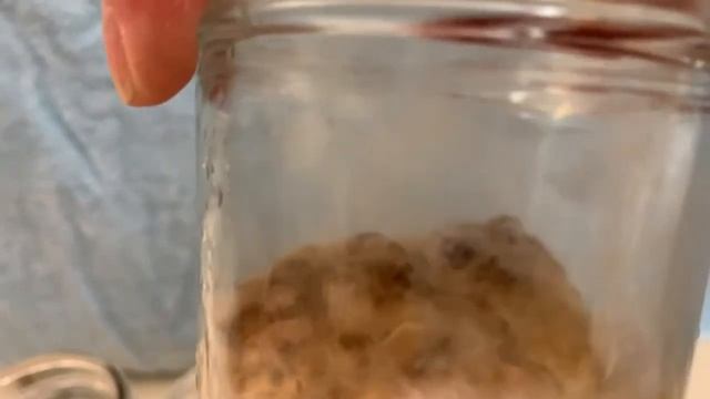 Living Chaga Mushrooms - Inonotus obliquus - 6 weeks old growing in pint mason jars смотреть онлайн
