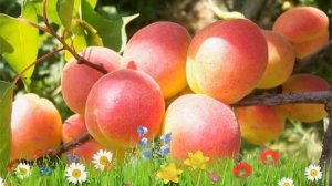 Абрикос обыкновенный Сардоникс ? Обзор: посадка и уход. саженцы абрикоса: описание и особенности