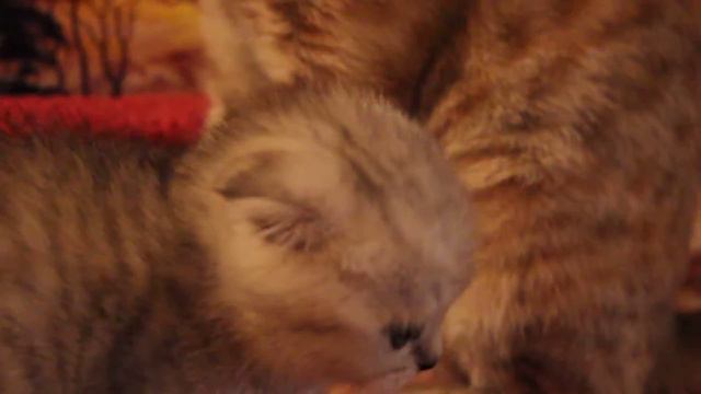 Котик скоттиш фолд. смотреть онлайн