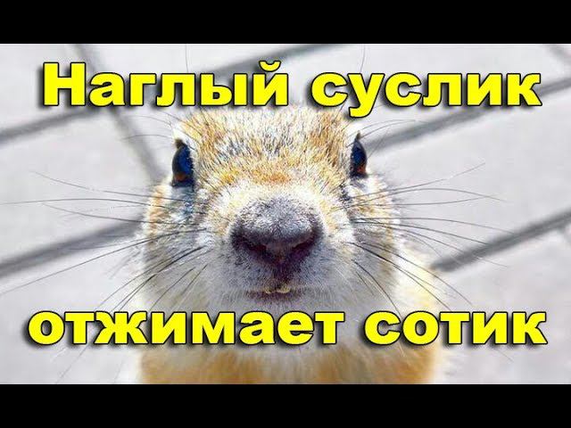Суслик с*ка наглый смотреть онлайн