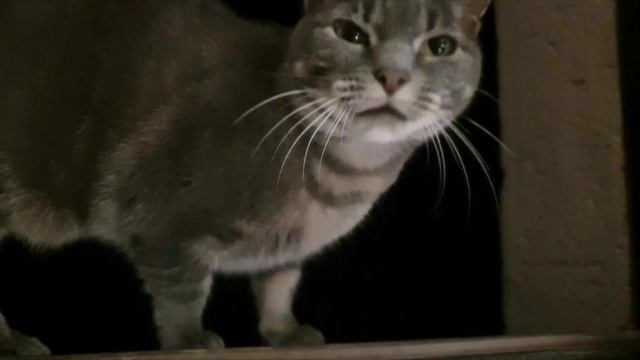 My cat sings Space Cats - Magic Fly смотреть онлайн