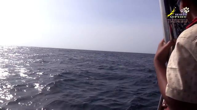 Дельфины смотреть онлайн