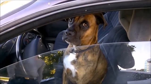 Неадекватная Собака смотреть онлайн