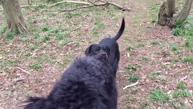 Black Russian Terrier vs Rottweiler best mates смотреть онлайн