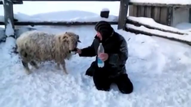 Татарские приколы шутки смотреть онлайн