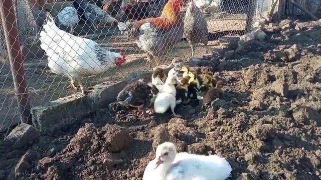 Загон или свободный выгул для утят? У утят появилось другое занятие! Знакомство малышей со старшими смотреть онлайн