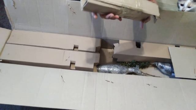 Отзыв АГРОМАРКЕТ, Еустома горшечная, Самшит буксус, Смородина Вернисаж смотреть онлайн