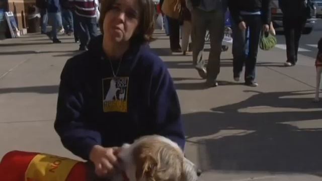 The Story of Lost Dog & Cat Rescue Foundation смотреть онлайн