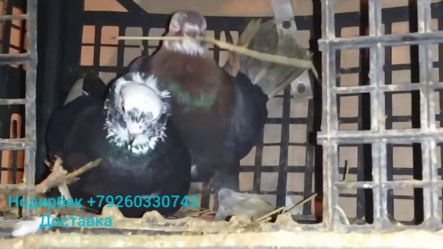 ,Предоставляемуслуги,перевозки, живности, !!!По Украине России ,Казахстан,Кыргызстан,Узбекистан смотреть онлайн