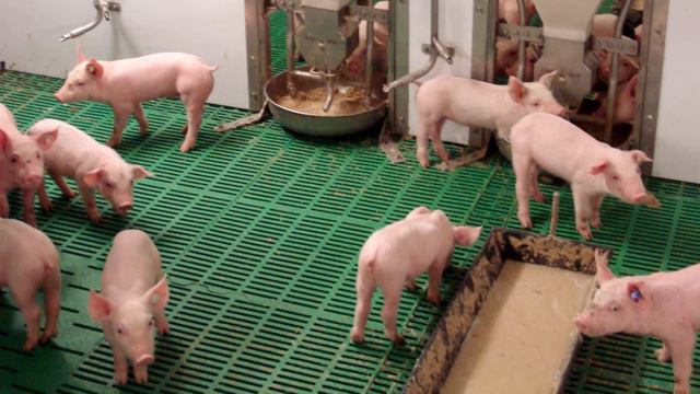 Пензенская ГСХА смотреть онлайн