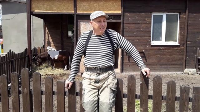 Конь Порода Американская Миниатюрная Лошадка. Родословная Мартина / Легенда породы / Минилошадь смотреть онлайн