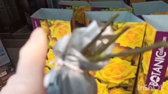 Ассортимент роз в торговом комплексе Оби. смотреть онлайн