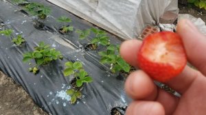 Клубника сорт Маджестик. Отличный рем.8 мая 2024г.