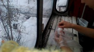 Вскрываю яйцо. Зародыш мёртв