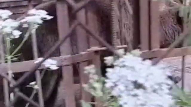 День рождения зоопарка смотреть онлайн